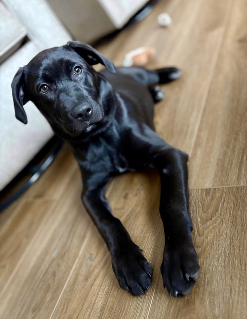Roxy