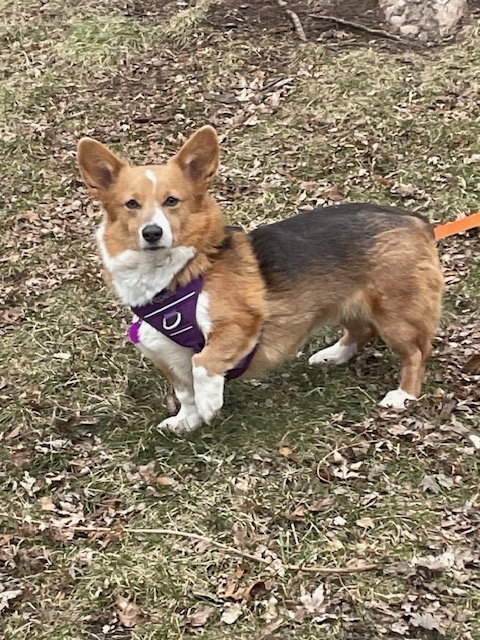 Sparrow, an adoptable Corgi in St. Louis Park, MN
