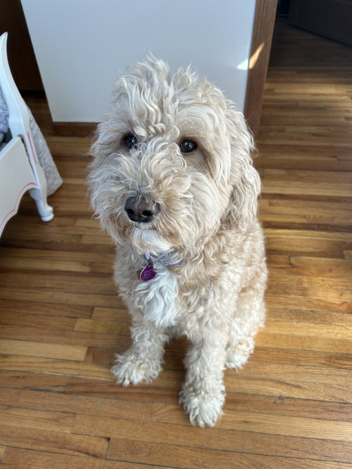 Skye