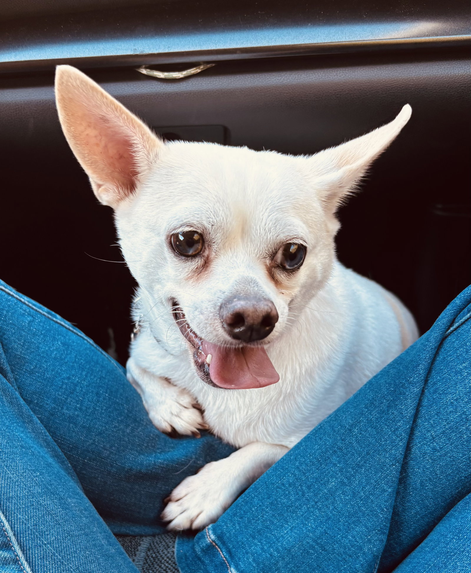 Gordy Image
