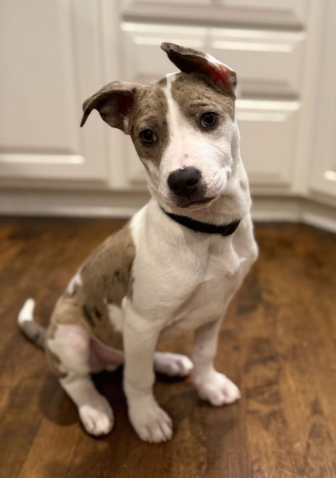 Dorito