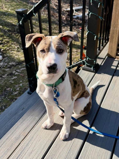 picture of the dog needing adoption