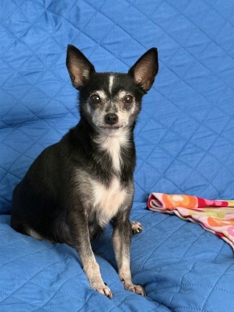 Frenchi, an adoptable Chihuahua in St. Louis Park, MN