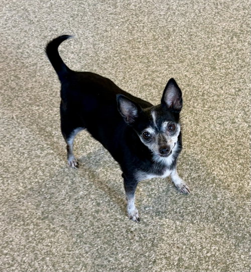 Frenchi, an adoptable Chihuahua in St. Louis Park, MN