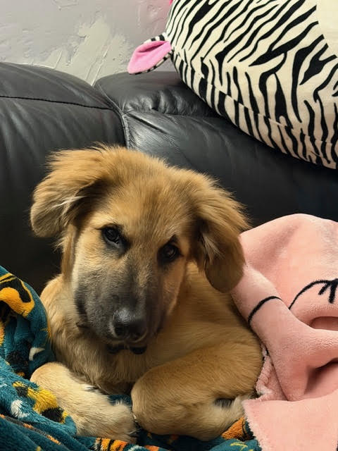 picture of the dog needing adoption