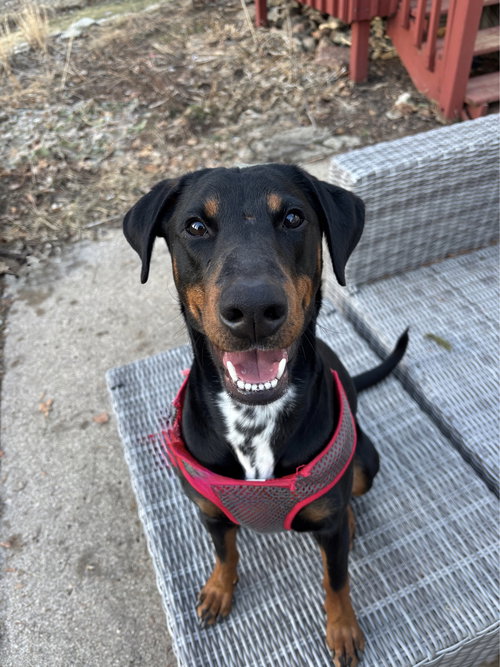 Nelly, an adoptable Doberman Pinscher in St. Louis Park, MN