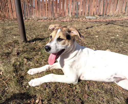 Elias, an adoptable Jack Russell Terrier in St. Louis Park, MN