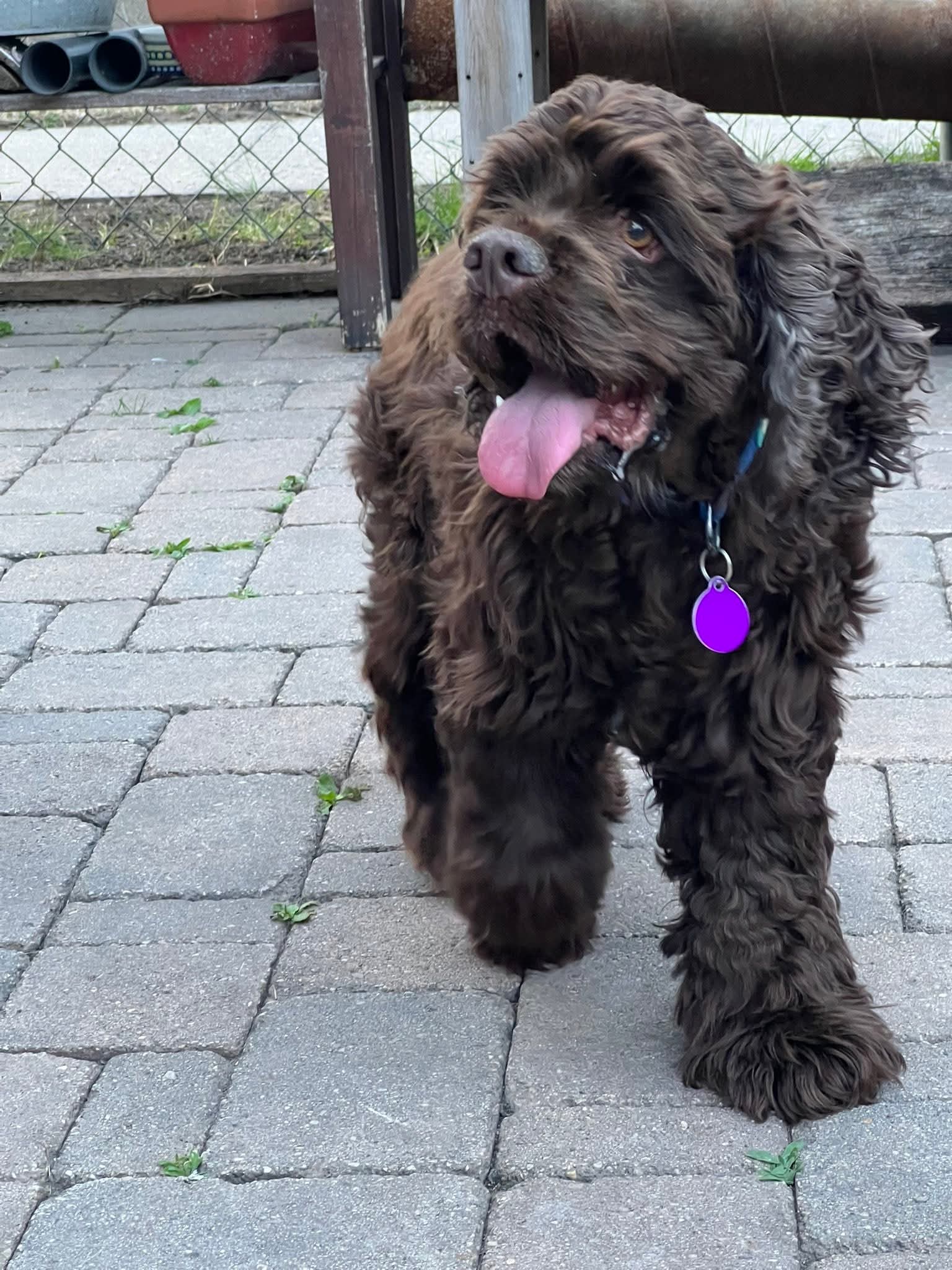 Quiggley - Cocker Spaniel