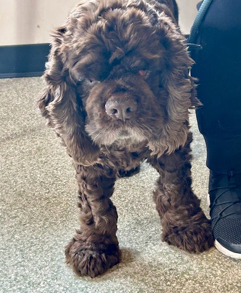 Rio, an adoptable Cocker Spaniel in St. Louis Park, MN