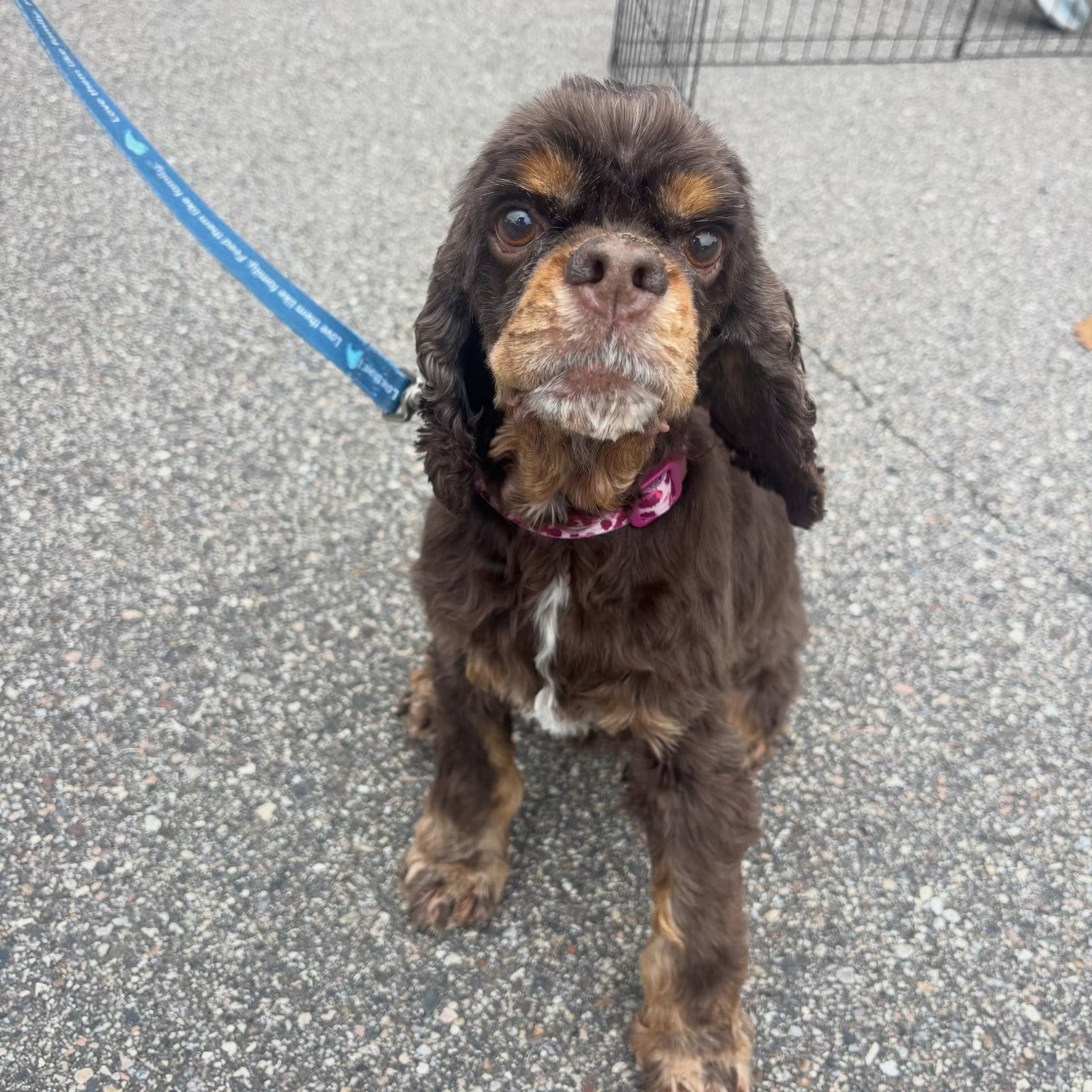 Amelia, Cocker Spaniel