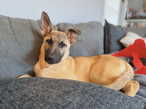 picture of the dog needing adoption