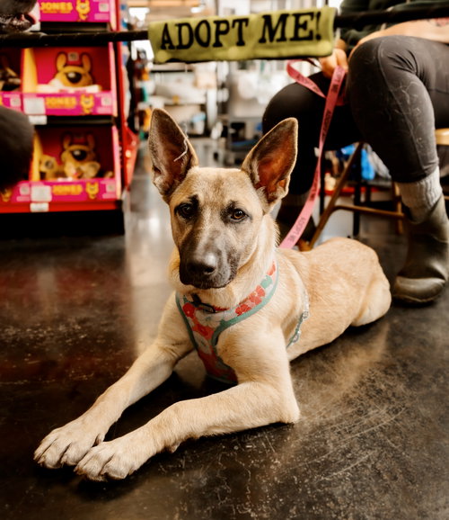 Kerry Gold, an adoptable Shepherd in St. Louis Park, MN