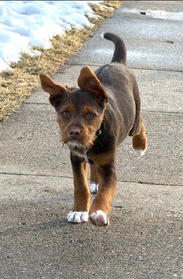 picture of the dog needing adoption