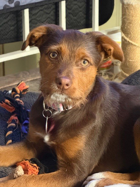 picture of the dog needing adoption