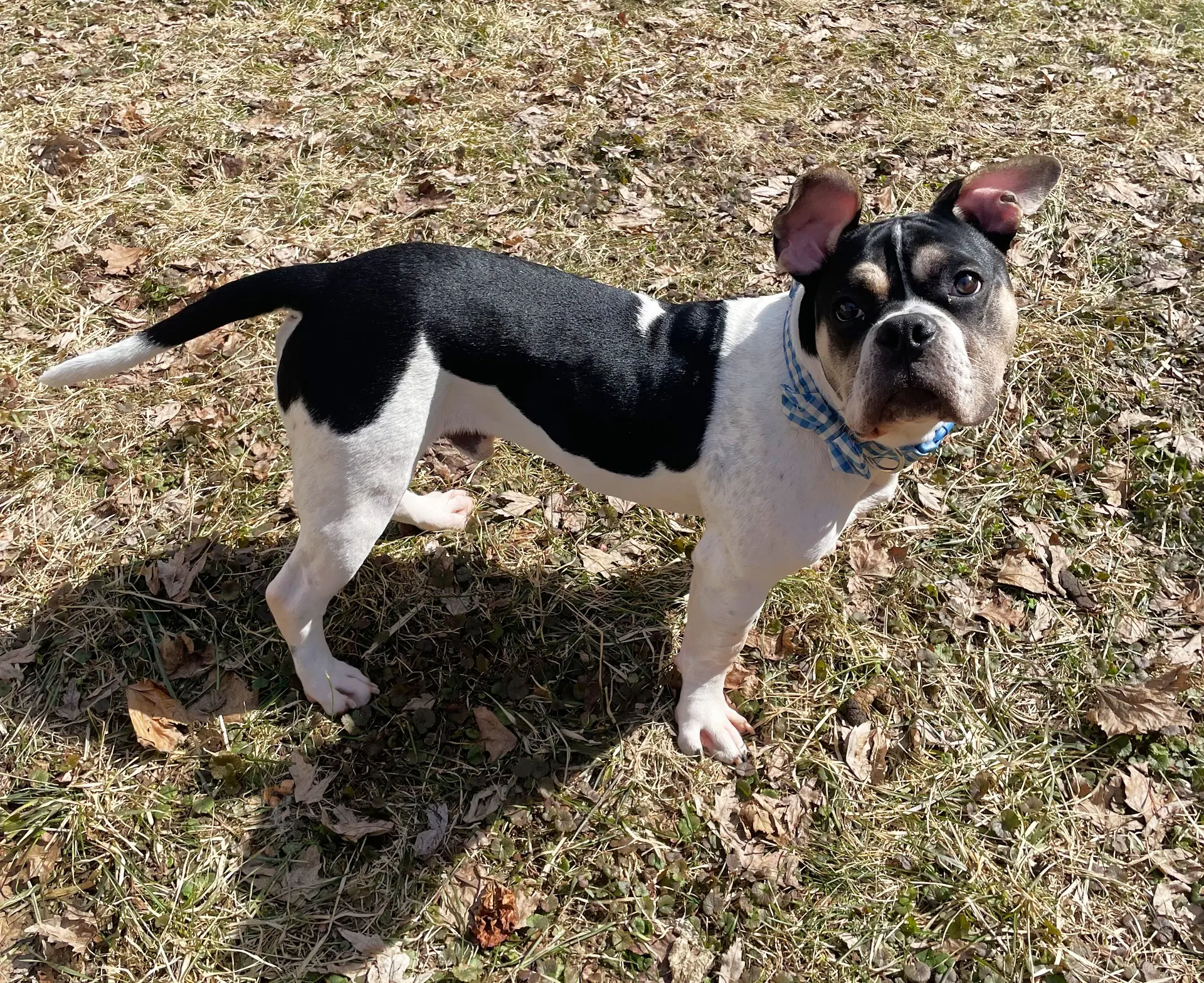 Stinkbug - English Bulldog
