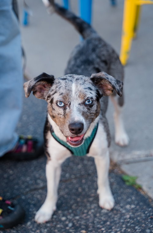 Bad Bunny, an adoptable Australian Shepherd in St. Louis Park, MN