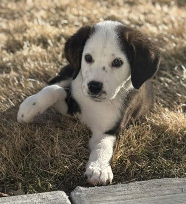 Spaniel