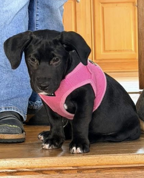 Carter — thumbnail 2