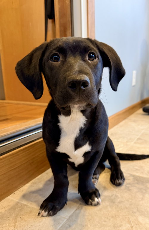 picture of the dog needing adoption