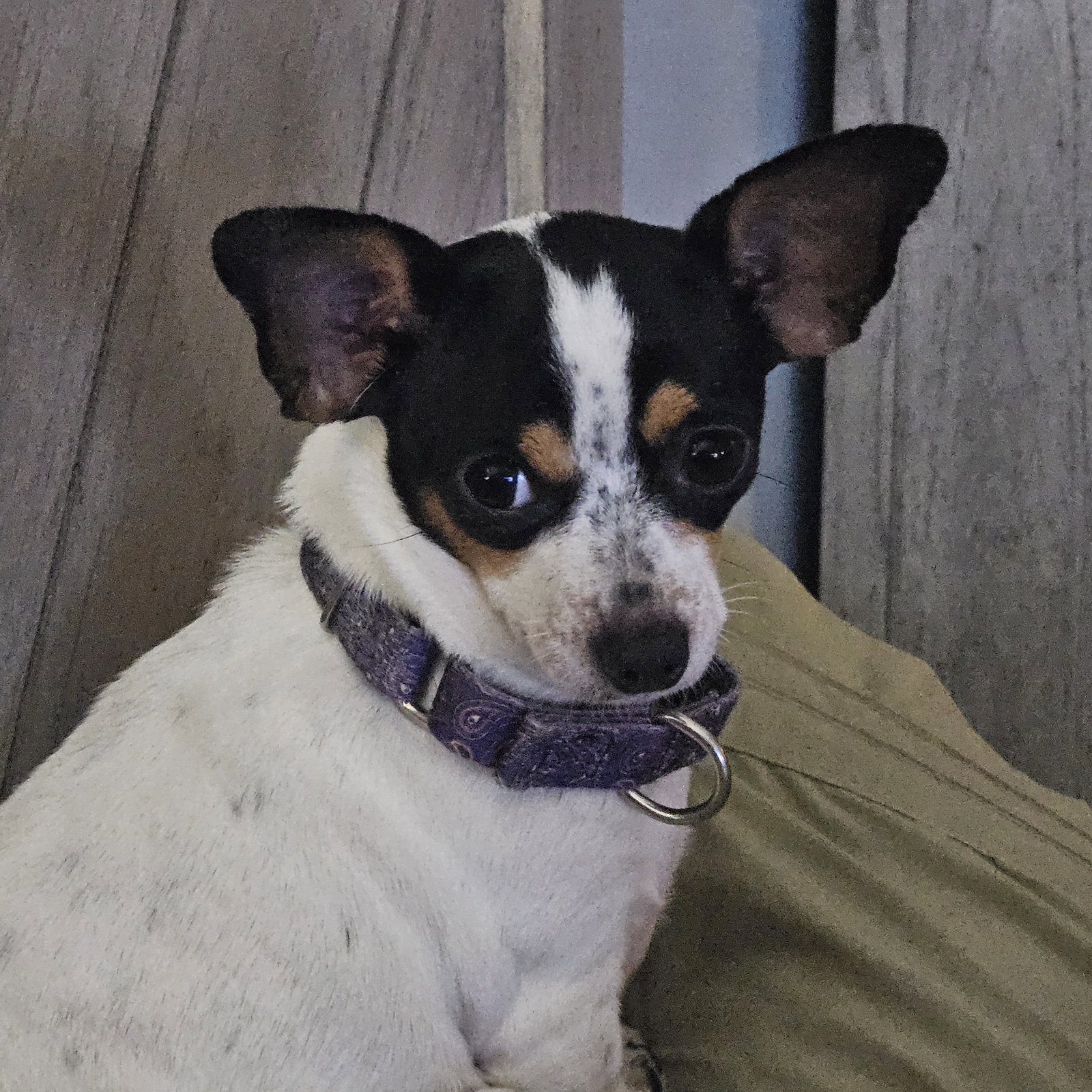 Chihuahua