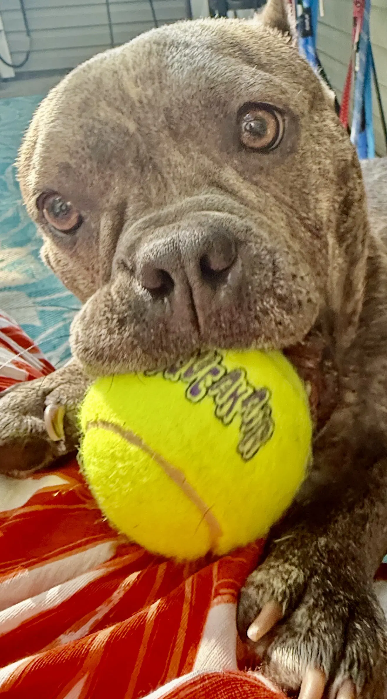 Crumpet - Bulldog