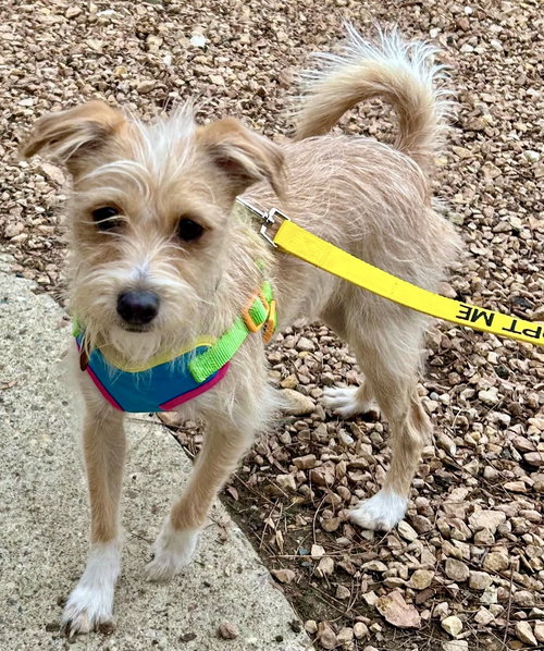 picture of the dog needing adoption