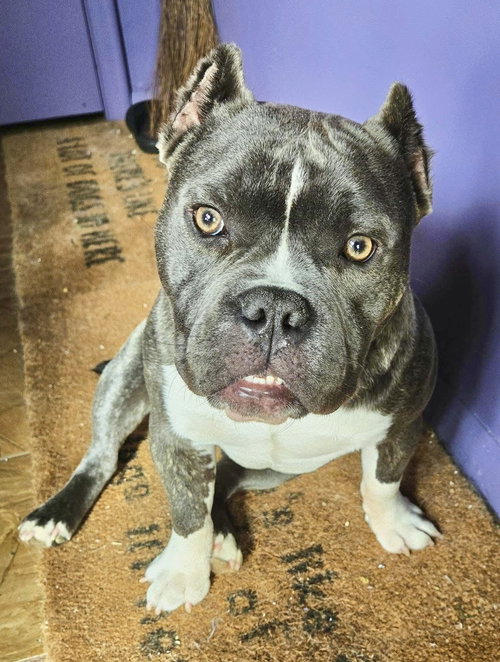 Giles, an adoptable Bulldog in St. Louis Park, MN