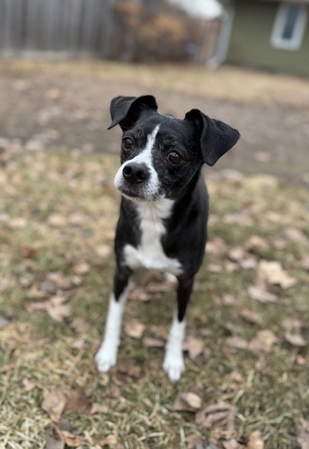 Pingu, an adoptable Chihuahua in St. Louis Park, MN