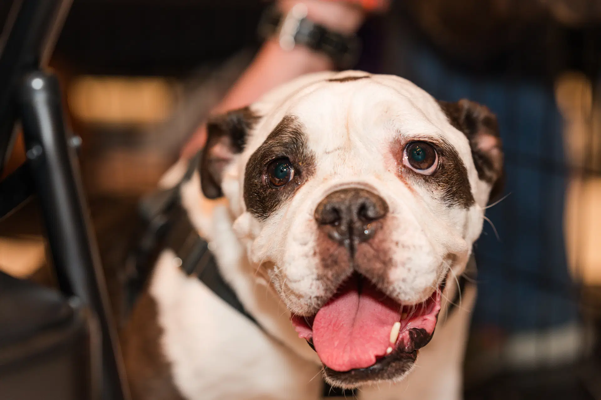 Opal - English Bulldog