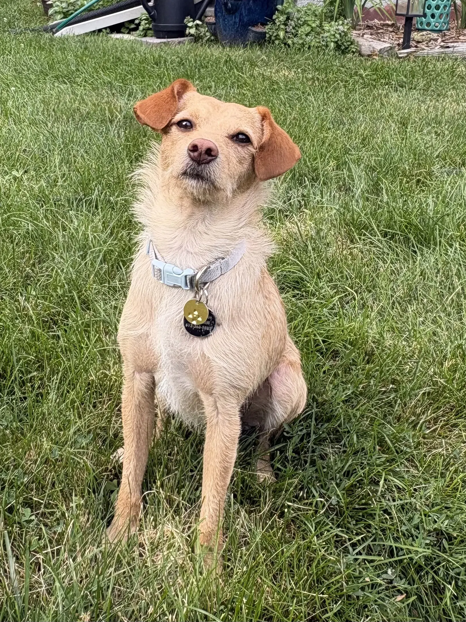Noodle - Terrier