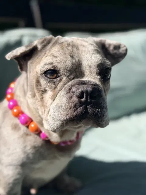 Margot - French Bulldog