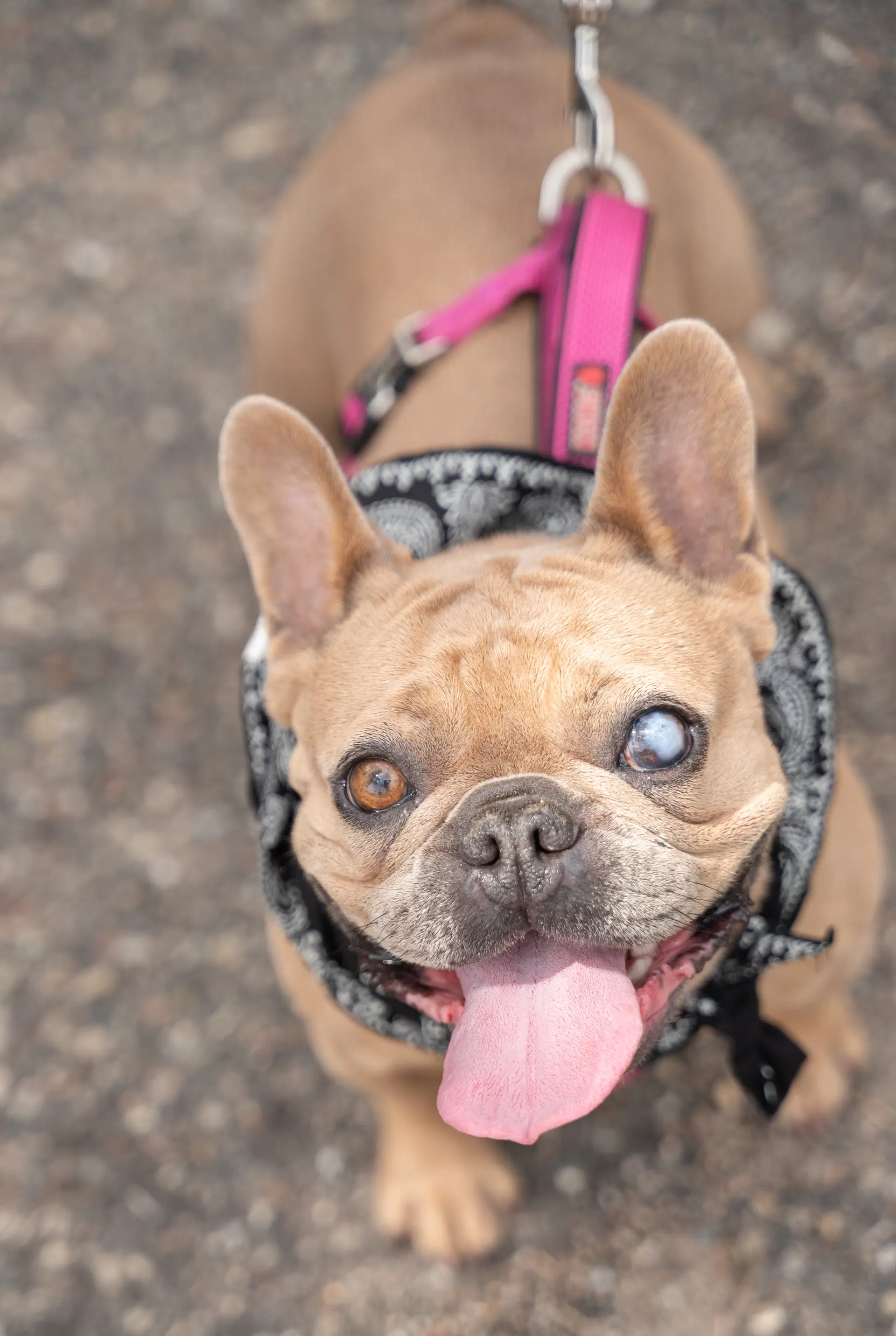 Patita - French Bulldog