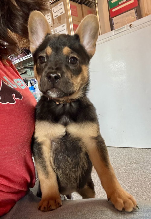 Arrow, an adoptable French Bulldog in St. Louis Park, MN