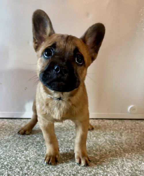 Truffle, an adoptable French Bulldog in St. Louis Park, MN