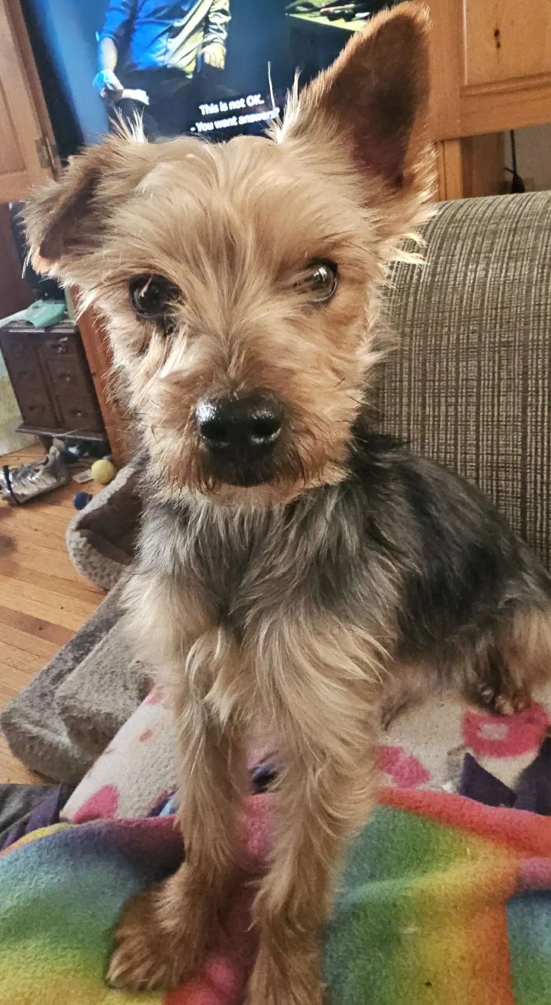 Marlon - Yorkshire Terrier Yorkie