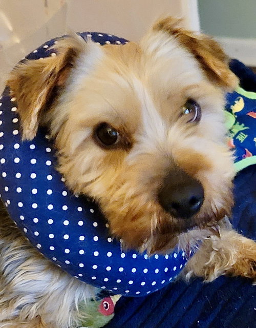 Michael, an adoptable Yorkshire Terrier Yorkie in St. Louis Park, MN