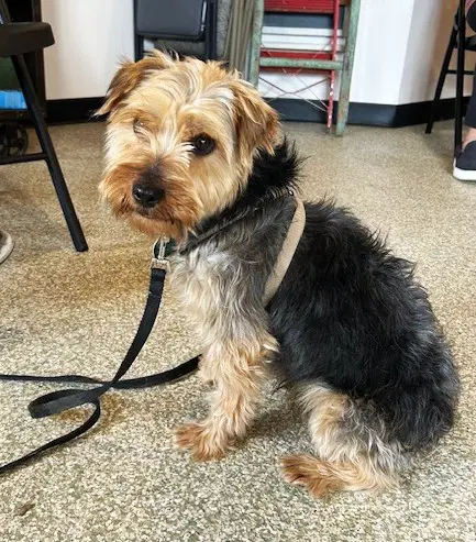 Michael - Yorkshire Terrier Yorkie