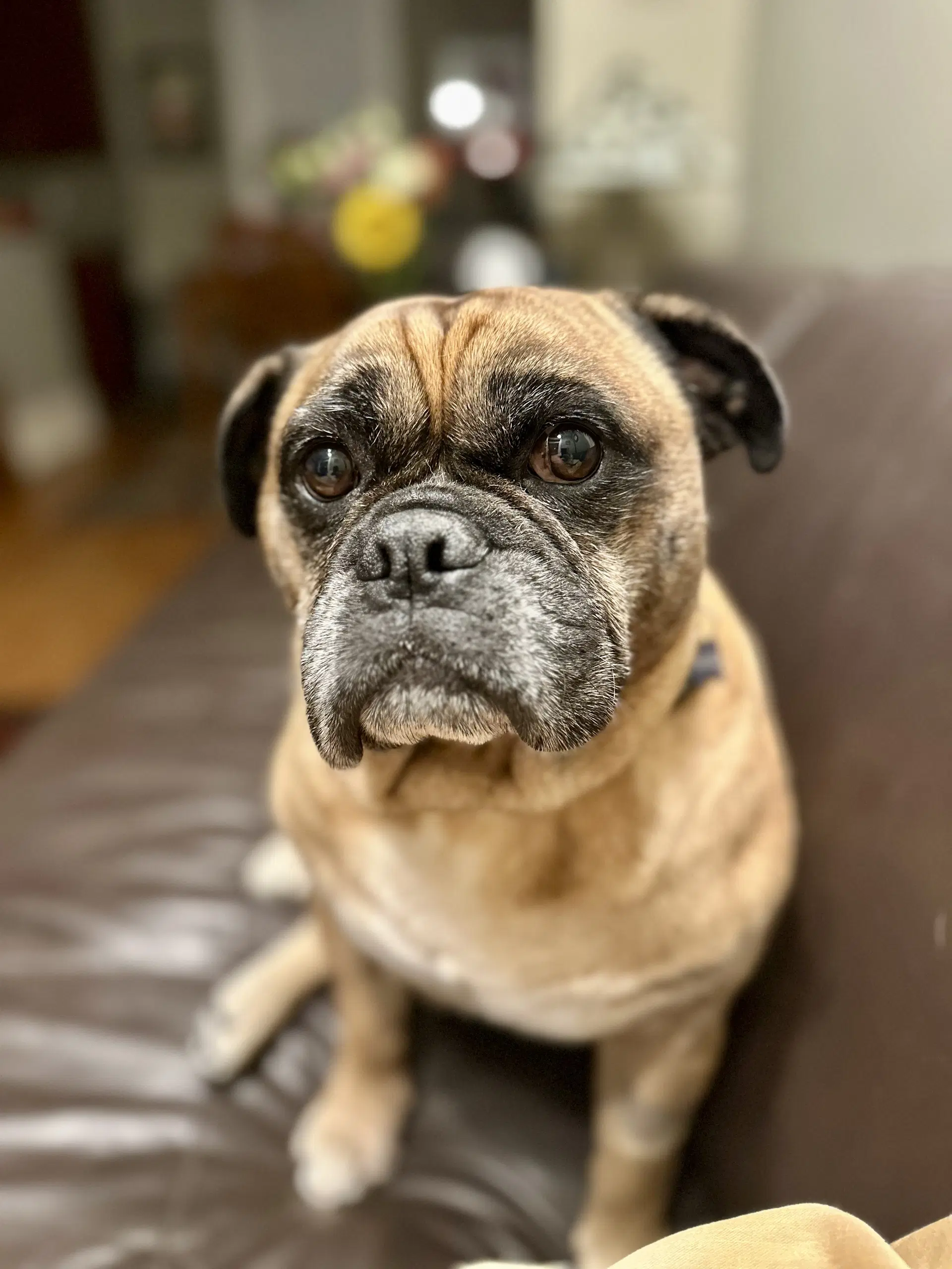 Simek - Bulldog