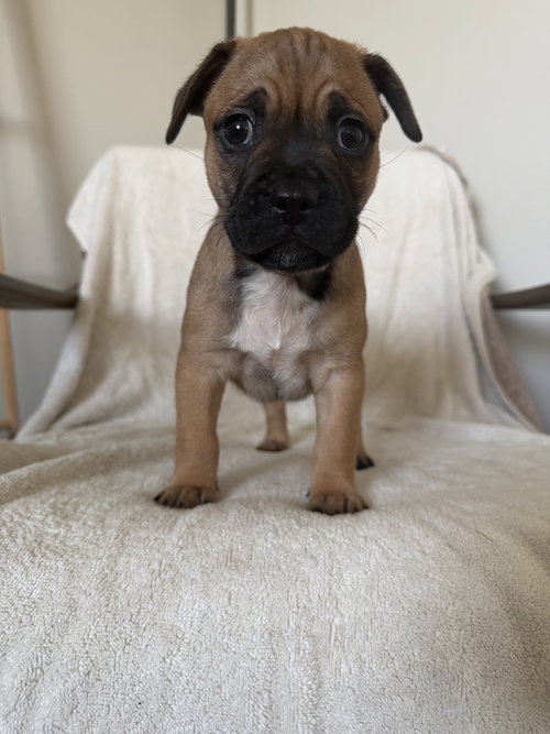 Perro, an adoptable French Bulldog in St. Louis Park, MN