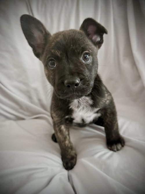 Caballo, an adoptable French Bulldog in St. Louis Park, MN