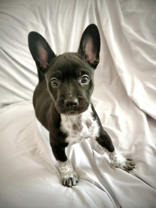 Osa, an adoptable French Bulldog in St. Louis Park, MN