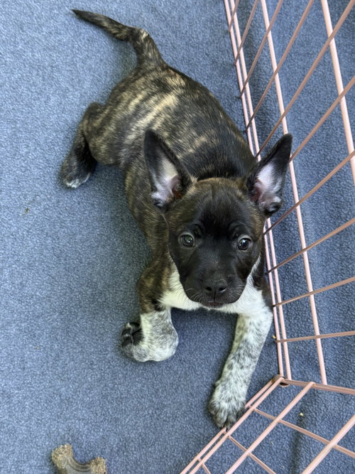 Gallina, an adoptable French Bulldog in St. Louis Park, MN