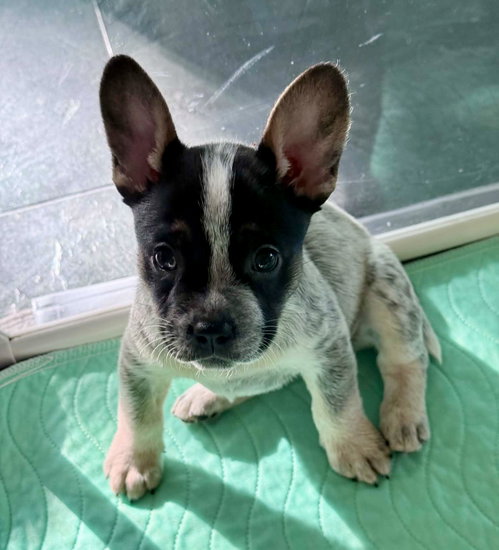 Cisne, an adoptable French Bulldog in St. Louis Park, MN