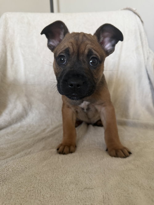 Conejo, an adoptable French Bulldog in St. Louis Park, MN
