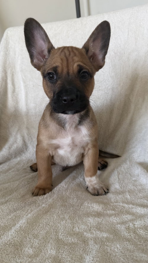 Pato, an adoptable French Bulldog in St. Louis Park, MN
