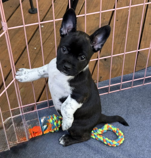 Oveja, an adoptable French Bulldog in St. Louis Park, MN