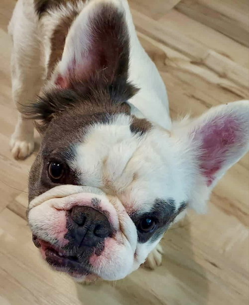Pierre, an adoptable French Bulldog in St. Louis Park, MN