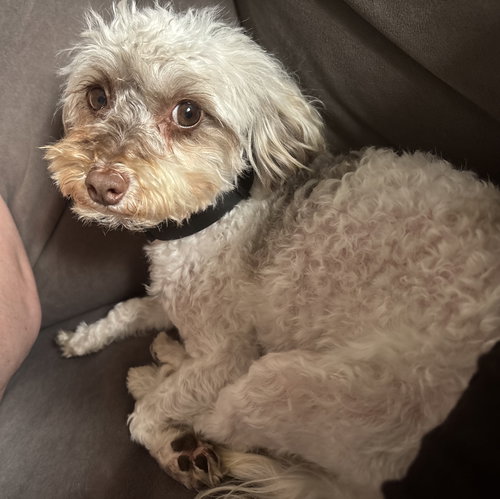 Hibiscus, an adoptable Havanese in St. Louis Park, MN