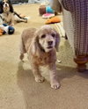 Daisy Duke