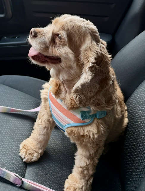 Daisy Duke, an adoptable Cocker Spaniel in St. Louis Park, MN
